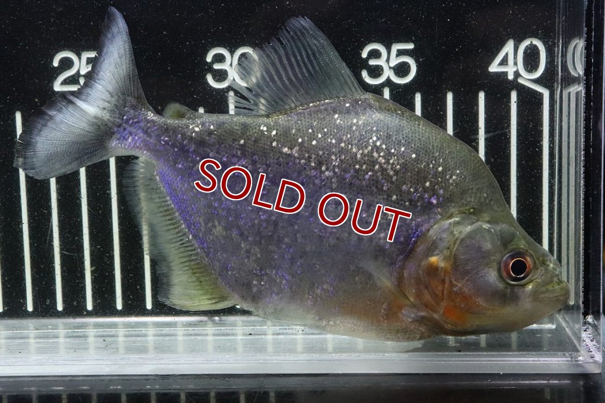 画像5: 【淡水魚】【通販】激レア ダイヤモンドブラックピラニア ネグロ サンタマリア産 ワイルド【個体販売】(±16cm)(生体)(熱帯魚)NKO (5)