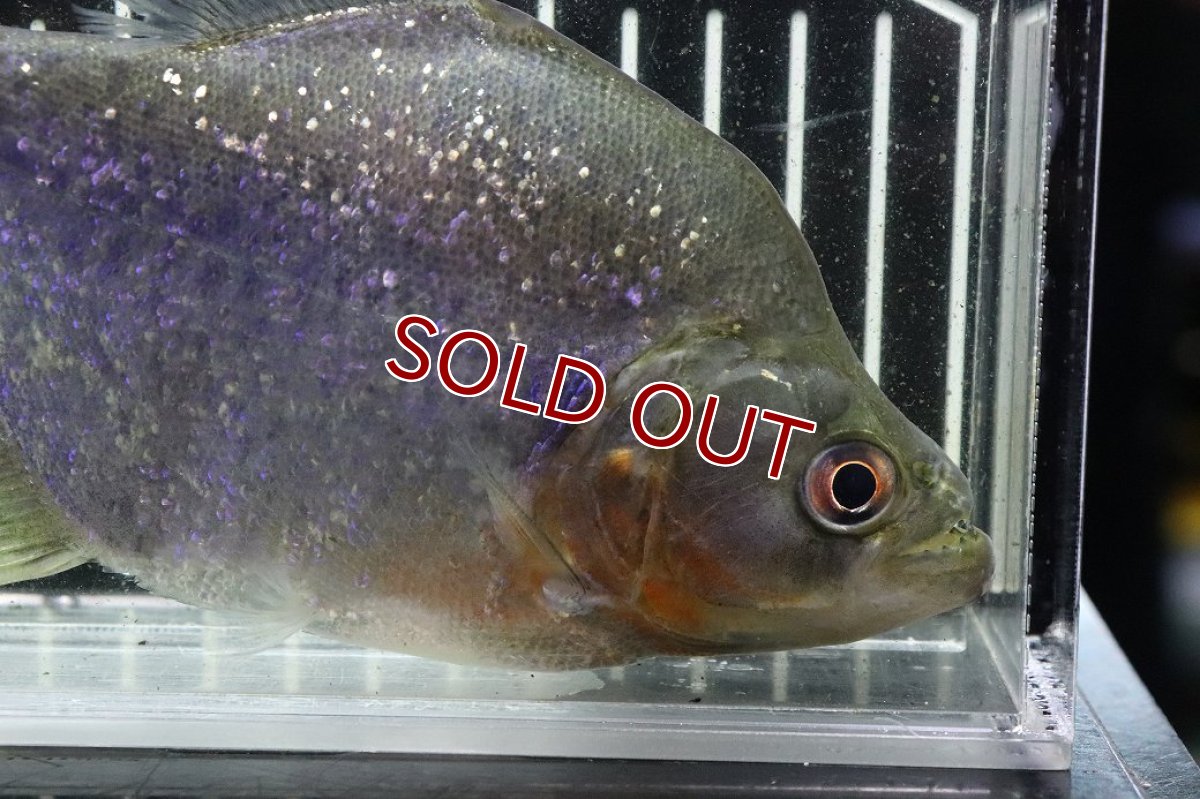 画像6: 【淡水魚】【通販】激レア ダイヤモンドブラックピラニア ネグロ サンタマリア産 ワイルド【個体販売】(±16cm)(生体)(熱帯魚)NKO (6)