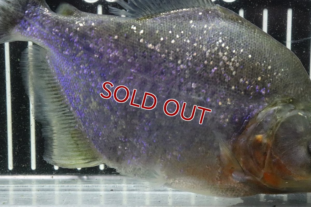 画像7: 【淡水魚】【通販】激レア ダイヤモンドブラックピラニア ネグロ サンタマリア産 ワイルド【個体販売】(±16cm)(生体)(熱帯魚)NKO (7)
