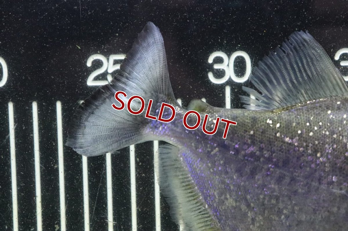 画像8: 【淡水魚】【通販】激レア ダイヤモンドブラックピラニア ネグロ サンタマリア産 ワイルド【個体販売】(±16cm)(生体)(熱帯魚)NKO (8)