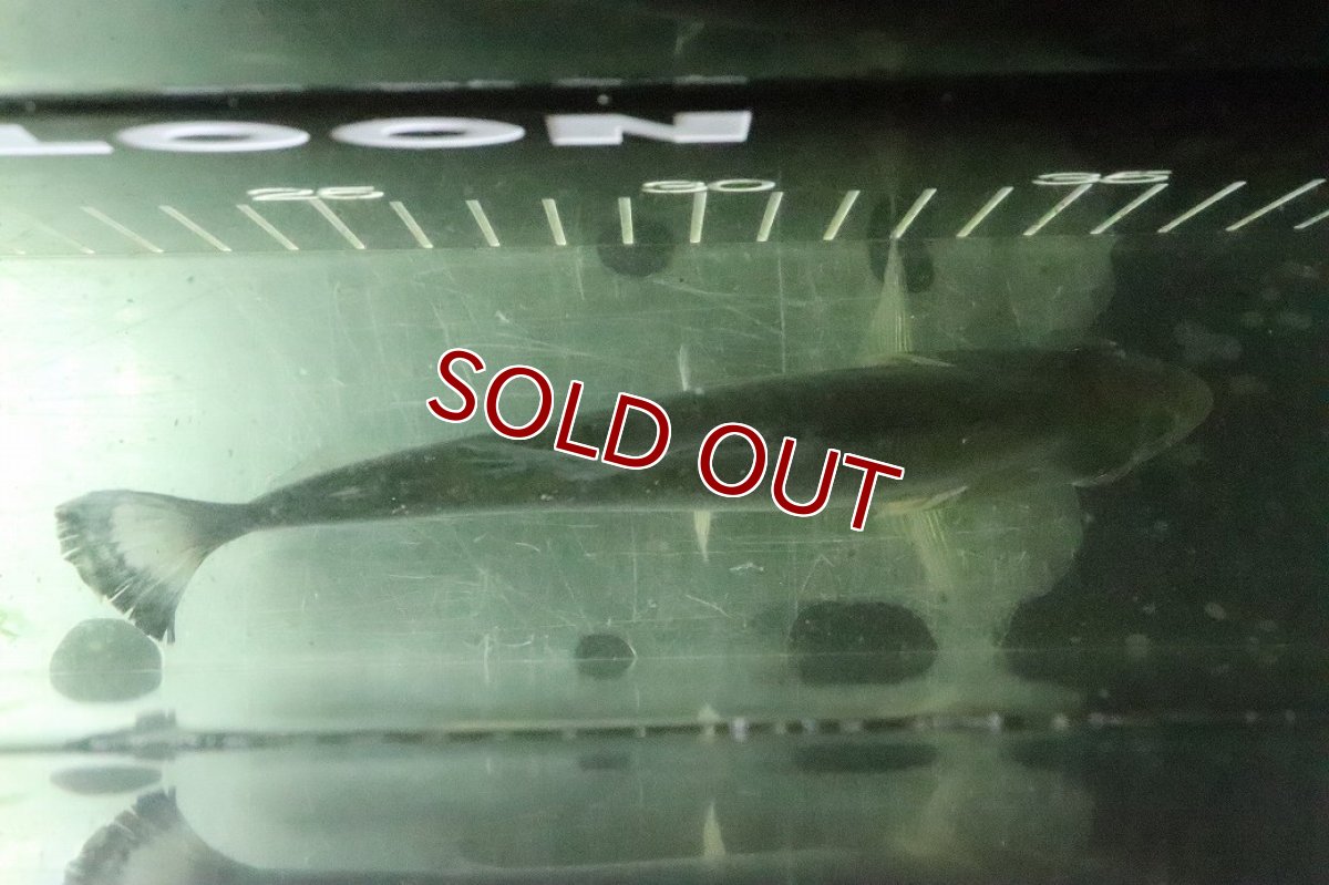 画像9: 【淡水魚】【通販】激レア ダイヤモンドブラックピラニア ネグロ サンタマリア産 ワイルド【個体販売】(±16cm)(生体)(熱帯魚)NKO (9)