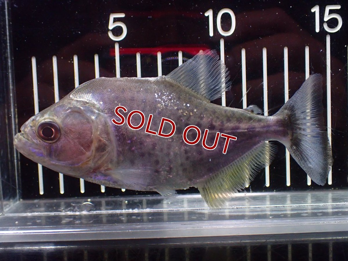 画像1: 【淡水魚】【通販】ブラックピラニア グァマ産 ワイルド【個体販売】(±13cm)(大型魚)(生体)(熱帯魚)NKO (1)