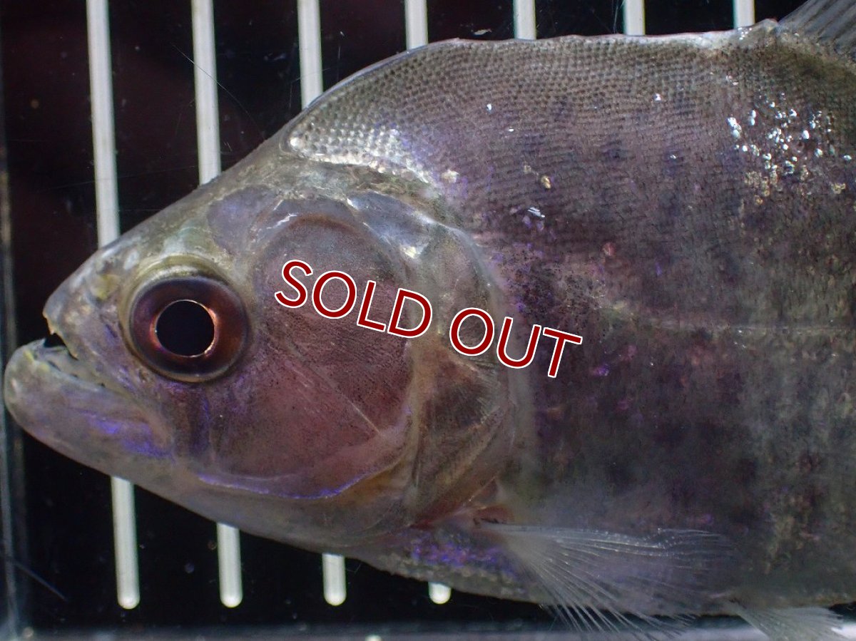 画像2: 【淡水魚】【通販】ブラックピラニア グァマ産 ワイルド【個体販売】(±13cm)(大型魚)(生体)(熱帯魚)NKO (2)