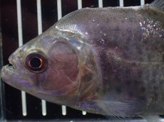 画像2: 【淡水魚】【通販】ブラックピラニア グァマ産 ワイルド【個体販売】(±13cm)(大型魚)(生体)(熱帯魚)NKO (2)