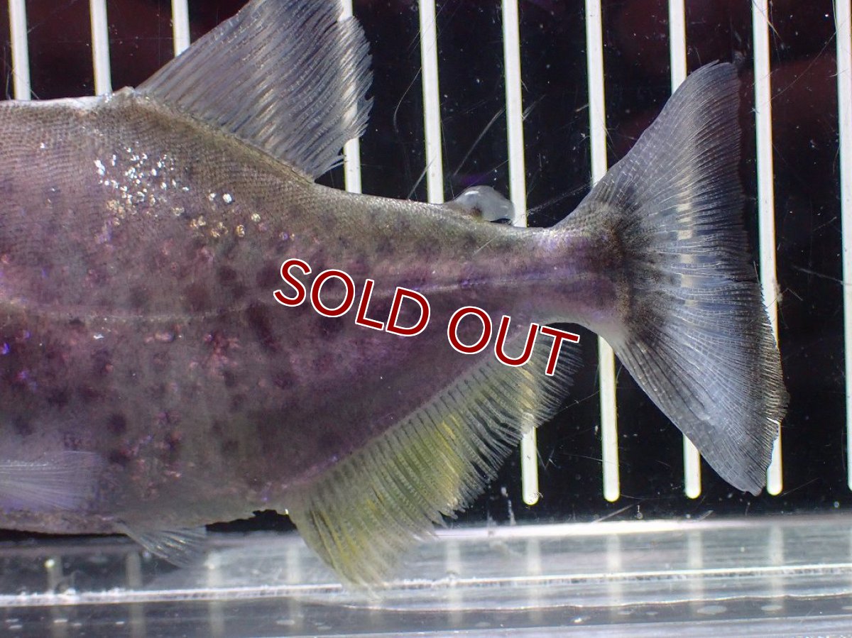 画像3: 【淡水魚】【通販】ブラックピラニア グァマ産 ワイルド【個体販売】(±13cm)(大型魚)(生体)(熱帯魚)NKO (3)