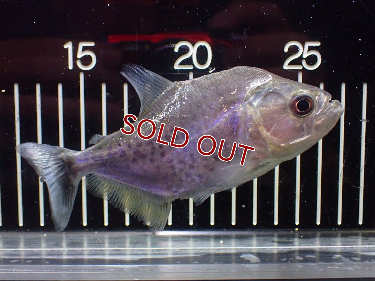 画像4: 【淡水魚】【通販】ブラックピラニア グァマ産 ワイルド【個体販売】(±13cm)(大型魚)(生体)(熱帯魚)NKO (4)