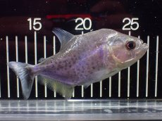 画像4: 【淡水魚】【通販】ブラックピラニア グァマ産 ワイルド【個体販売】(±13cm)(大型魚)(生体)(熱帯魚)NKO (4)