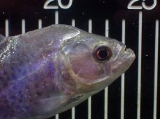 画像5: 【淡水魚】【通販】ブラックピラニア グァマ産 ワイルド【個体販売】(±13cm)(大型魚)(生体)(熱帯魚)NKO (5)
