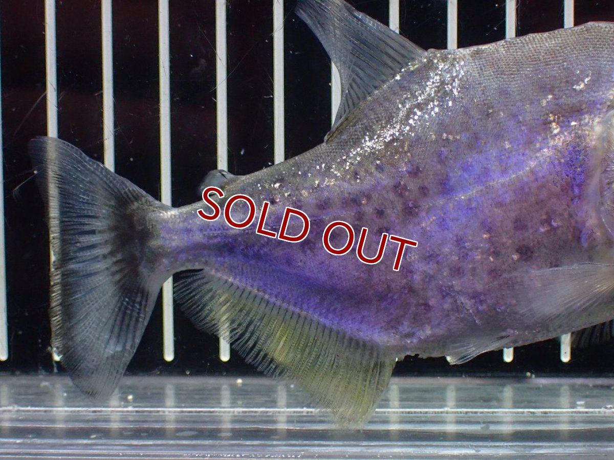画像6: 【淡水魚】【通販】ブラックピラニア グァマ産 ワイルド【個体販売】(±13cm)(大型魚)(生体)(熱帯魚)NKO (6)
