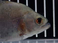 画像2: 【淡水魚】【通販】大特価 No1 ブラックダイヤモンドピラニア シングー産 ワイルド【個体販売】(±10cm)(大型魚)(生体)(熱帯魚)NKO (2)