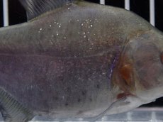 画像3: 【淡水魚】【通販】大特価 No1 ブラックダイヤモンドピラニア シングー産 ワイルド【個体販売】(±10cm)(大型魚)(生体)(熱帯魚)NKO (3)