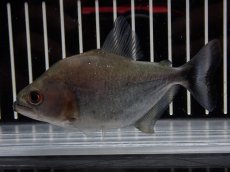 画像4: 【淡水魚】【通販】大特価 No1 ブラックダイヤモンドピラニア シングー産 ワイルド【個体販売】(±10cm)(大型魚)(生体)(熱帯魚)NKO (4)