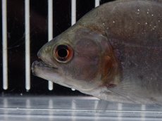画像5: 【淡水魚】【通販】大特価 No1 ブラックダイヤモンドピラニア シングー産 ワイルド【個体販売】(±10cm)(大型魚)(生体)(熱帯魚)NKO (5)
