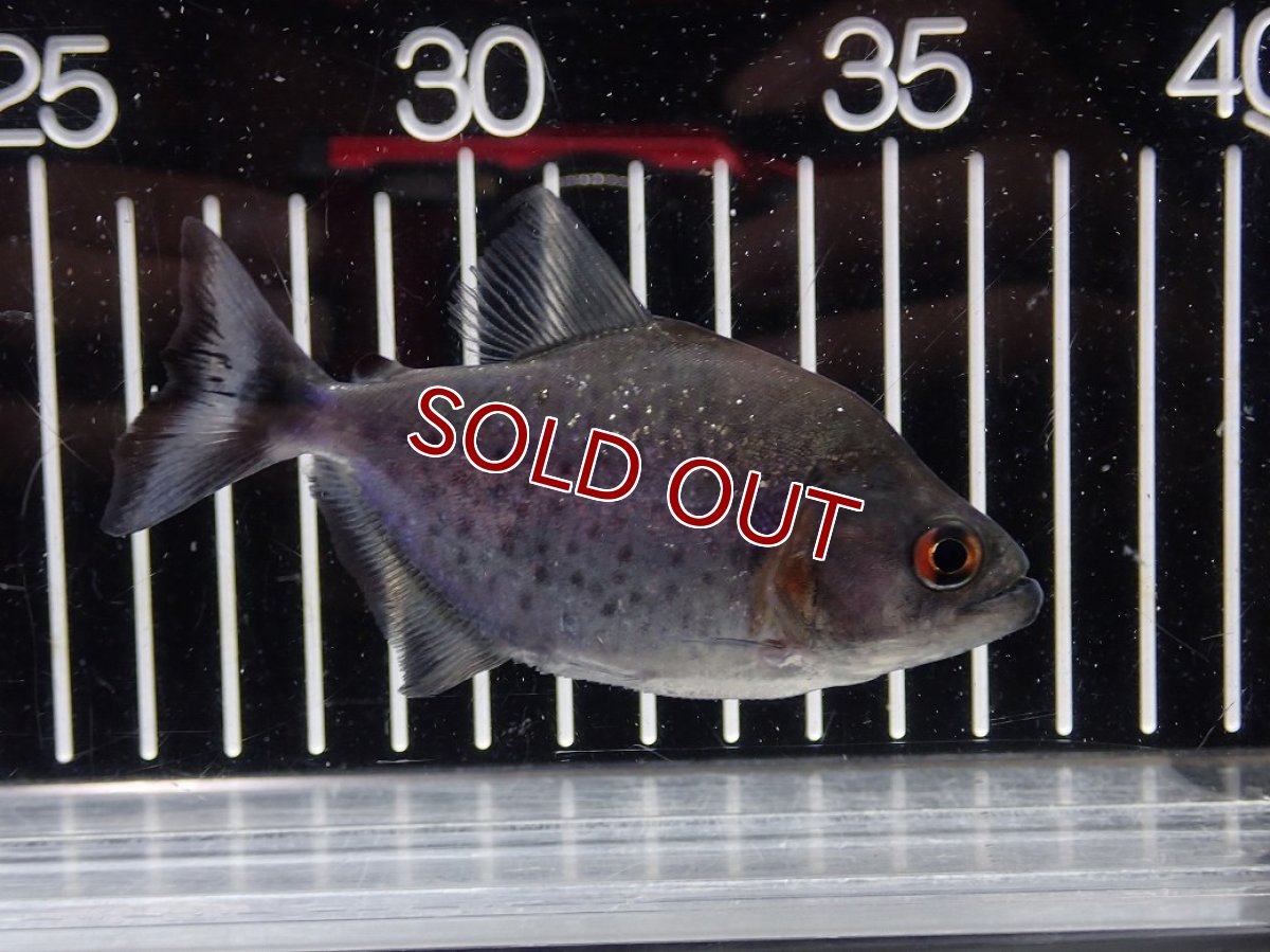 画像1: 【淡水魚】【通販】爆安期間限定 大特価 No2 ブラックダイヤモンドピラニア シングー産 ワイルド【個体販売】(±9cm)(大型魚)(生体)(熱帯魚)NKO (1)