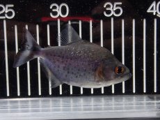 画像1: 【淡水魚】【通販】大特価 No2 ブラックダイヤモンドピラニア シングー産 ワイルド【個体販売】(±9cm)(大型魚)(生体)(熱帯魚)NKO (1)