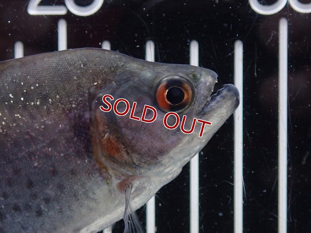 画像2: 【淡水魚】【通販】爆安期間限定 大特価 No2 ブラックダイヤモンドピラニア シングー産 ワイルド【個体販売】(±9cm)(大型魚)(生体)(熱帯魚)NKO (2)