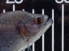 画像2: 【淡水魚】【通販】大特価 No2 ブラックダイヤモンドピラニア シングー産 ワイルド【個体販売】(±9cm)(大型魚)(生体)(熱帯魚)NKO (2)
