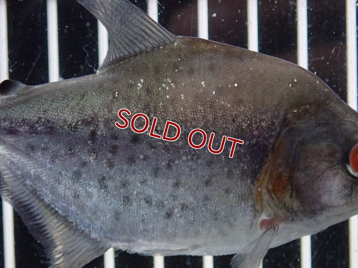 画像3: 【淡水魚】【通販】爆安期間限定 大特価 No2 ブラックダイヤモンドピラニア シングー産 ワイルド【個体販売】(±9cm)(大型魚)(生体)(熱帯魚)NKO (3)