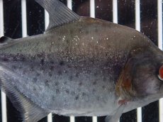 画像3: 【淡水魚】【通販】大特価 No2 ブラックダイヤモンドピラニア シングー産 ワイルド【個体販売】(±9cm)(大型魚)(生体)(熱帯魚)NKO (3)