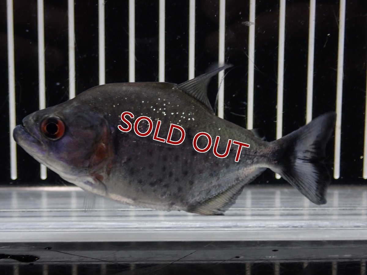 画像4: 【淡水魚】【通販】爆安期間限定 大特価 No2 ブラックダイヤモンドピラニア シングー産 ワイルド【個体販売】(±9cm)(大型魚)(生体)(熱帯魚)NKO (4)