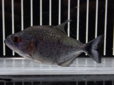 画像4: 【淡水魚】【通販】大特価 No2 ブラックダイヤモンドピラニア シングー産 ワイルド【個体販売】(±9cm)(大型魚)(生体)(熱帯魚)NKO (4)