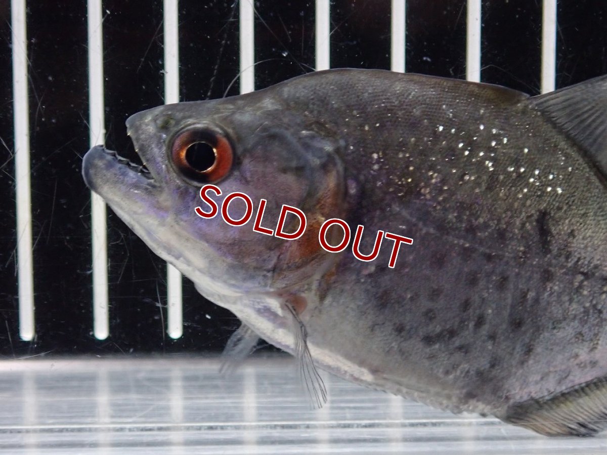 画像5: 【淡水魚】【通販】爆安期間限定 大特価 No2 ブラックダイヤモンドピラニア シングー産 ワイルド【個体販売】(±9cm)(大型魚)(生体)(熱帯魚)NKO (5)