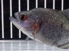 画像5: 【淡水魚】【通販】大特価 No2 ブラックダイヤモンドピラニア シングー産 ワイルド【個体販売】(±9cm)(大型魚)(生体)(熱帯魚)NKO (5)