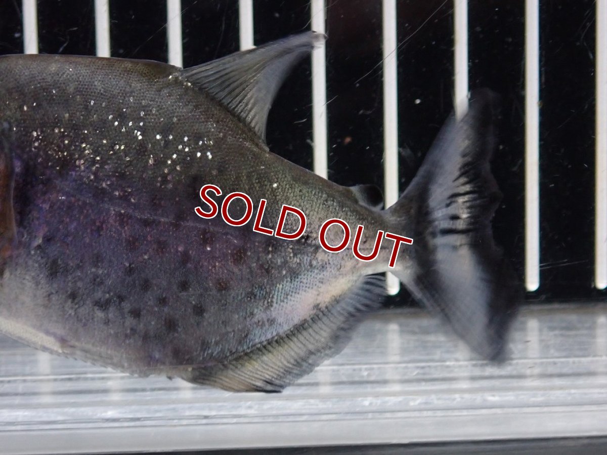 画像6: 【淡水魚】【通販】爆安期間限定 大特価 No2 ブラックダイヤモンドピラニア シングー産 ワイルド【個体販売】(±9cm)(大型魚)(生体)(熱帯魚)NKO (6)