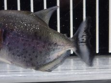 画像6: 【淡水魚】【通販】大特価 No2 ブラックダイヤモンドピラニア シングー産 ワイルド【個体販売】(±9cm)(大型魚)(生体)(熱帯魚)NKO (6)