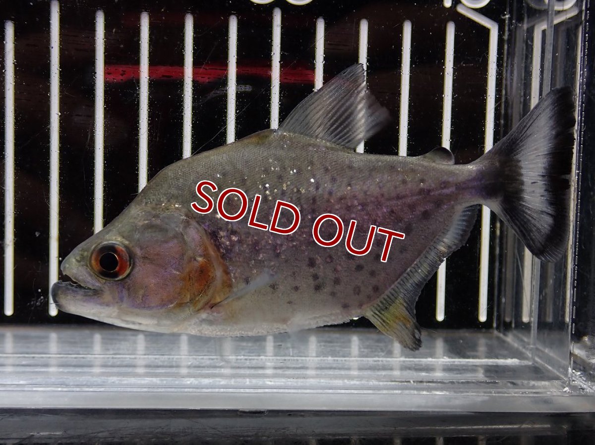 画像1: 【淡水魚】【通販】大特価 No3 ブラックダイヤモンドピラニア シングー産 ワイルド【個体販売】(±10cm)(大型魚)(生体)(熱帯魚)NKO (1)