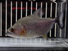 画像1: 【淡水魚】【通販】大特価 No3 ブラックダイヤモンドピラニア シングー産 ワイルド【個体販売】(±10cm)(大型魚)(生体)(熱帯魚)NKO (1)