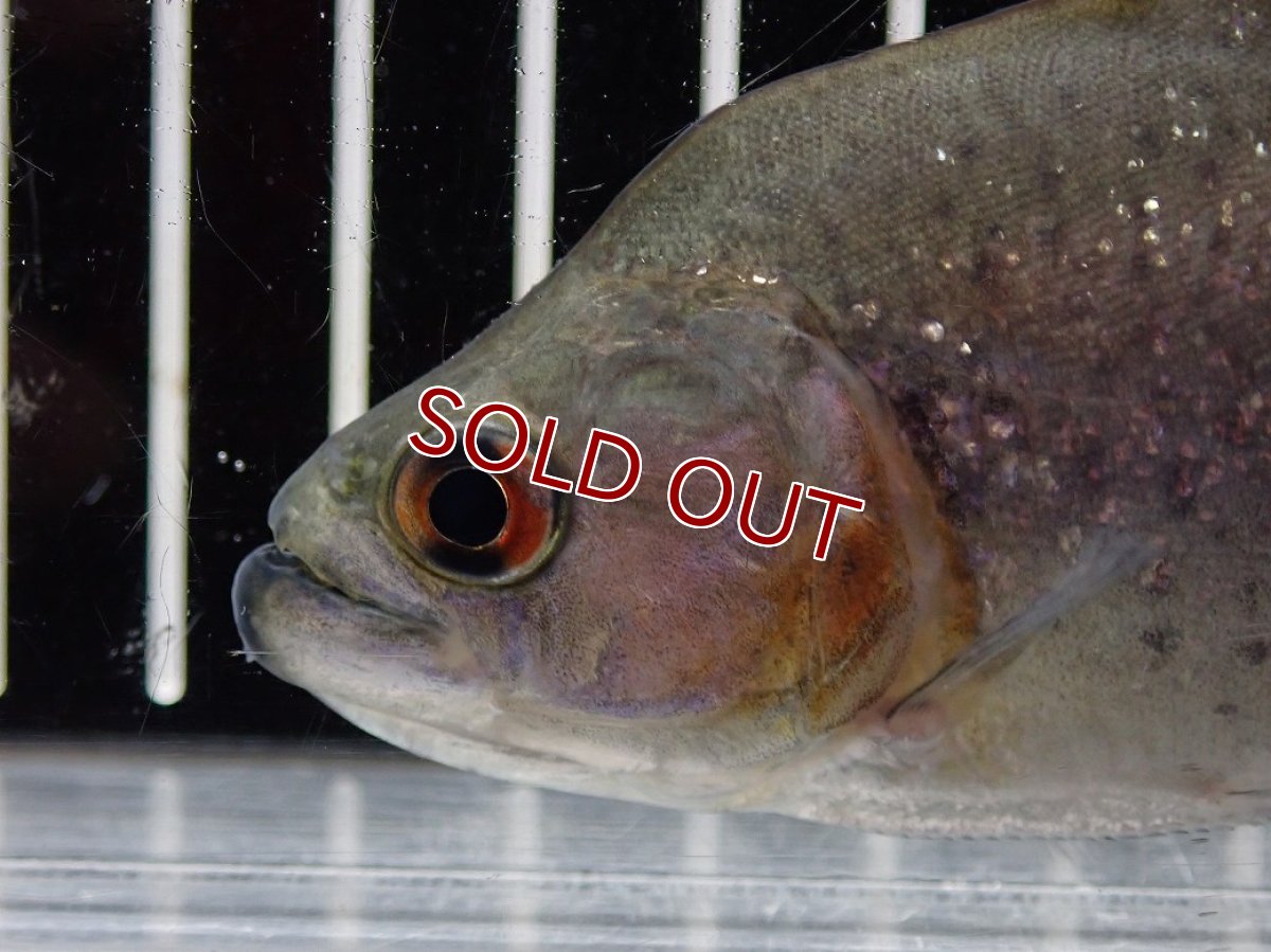 画像2: 【淡水魚】【通販】大特価 No3 ブラックダイヤモンドピラニア シングー産 ワイルド【個体販売】(±10cm)(大型魚)(生体)(熱帯魚)NKO (2)