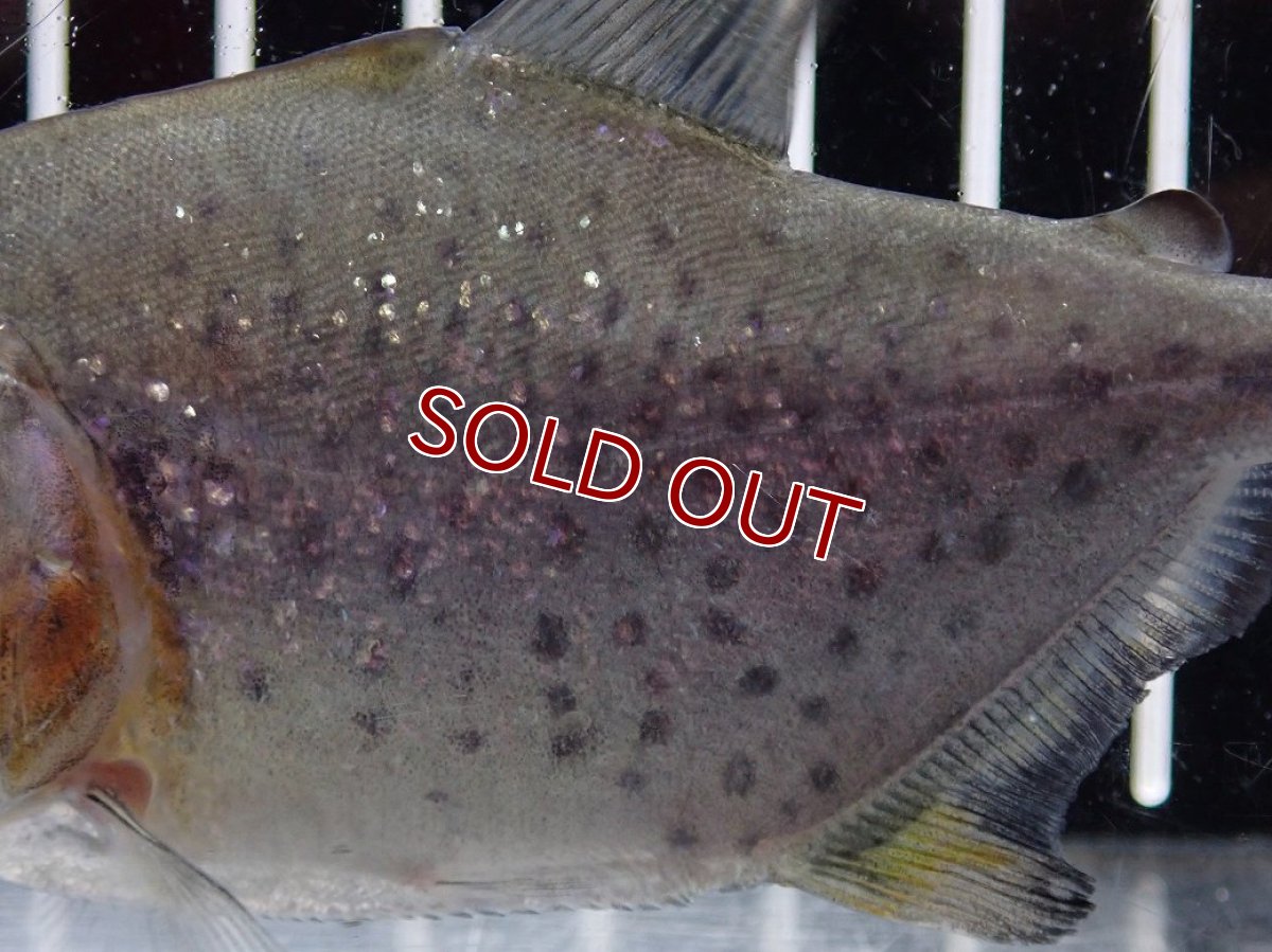 画像3: 【淡水魚】【通販】大特価 No3 ブラックダイヤモンドピラニア シングー産 ワイルド【個体販売】(±10cm)(大型魚)(生体)(熱帯魚)NKO (3)