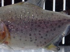 画像3: 【淡水魚】【通販】大特価 No3 ブラックダイヤモンドピラニア シングー産 ワイルド【個体販売】(±10cm)(大型魚)(生体)(熱帯魚)NKO (3)