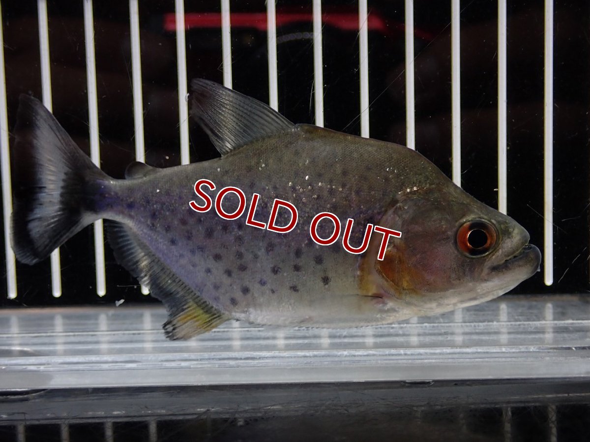 画像4: 【淡水魚】【通販】大特価 No3 ブラックダイヤモンドピラニア シングー産 ワイルド【個体販売】(±10cm)(大型魚)(生体)(熱帯魚)NKO (4)