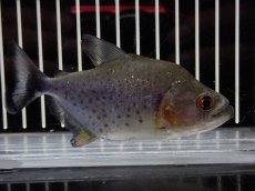 画像4: 【淡水魚】【通販】大特価 No3 ブラックダイヤモンドピラニア シングー産 ワイルド【個体販売】(±10cm)(大型魚)(生体)(熱帯魚)NKO (4)