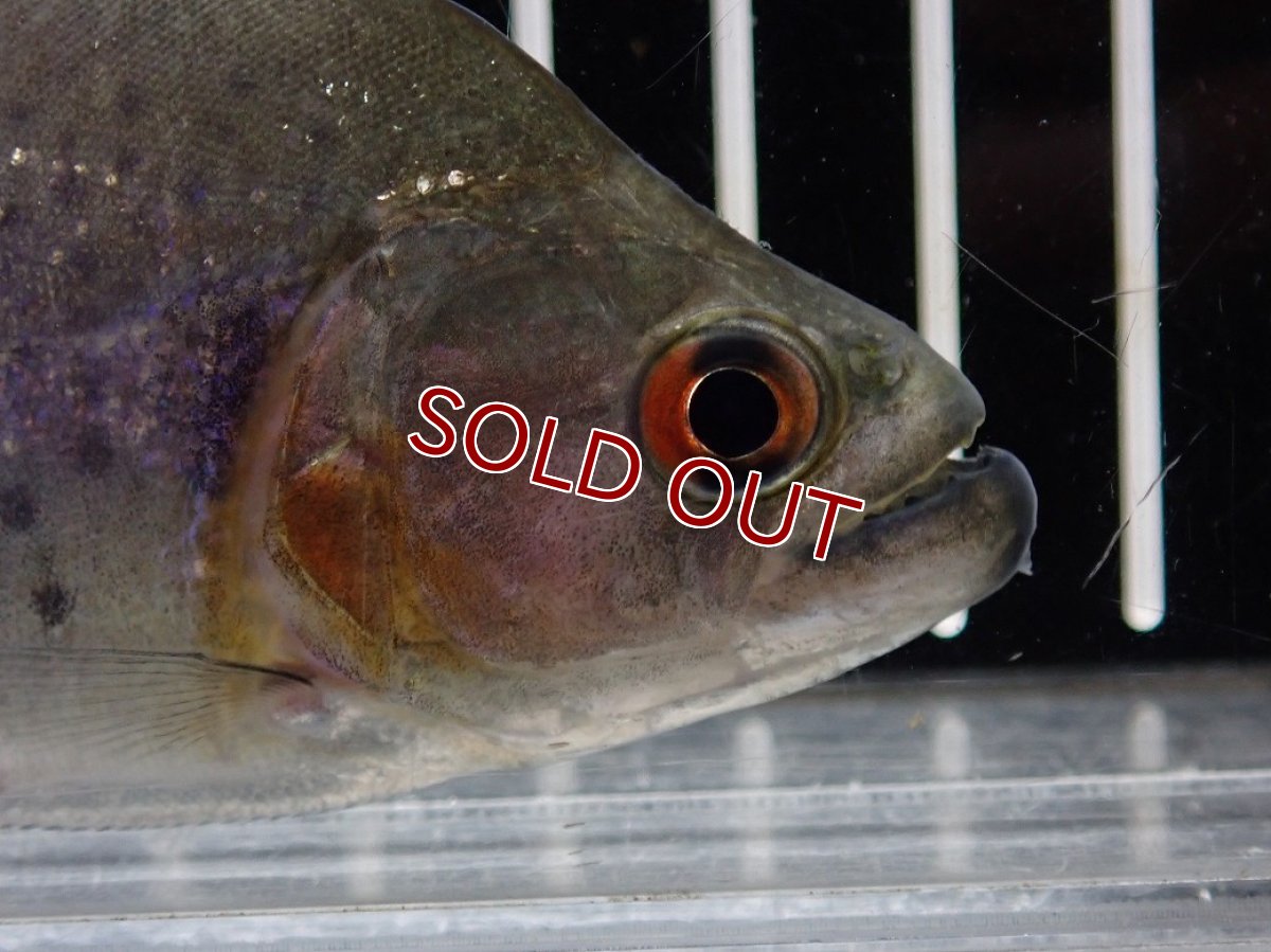 画像5: 【淡水魚】【通販】大特価 No3 ブラックダイヤモンドピラニア シングー産 ワイルド【個体販売】(±10cm)(大型魚)(生体)(熱帯魚)NKO (5)
