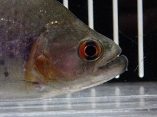 画像5: 【淡水魚】【通販】大特価 No3 ブラックダイヤモンドピラニア シングー産 ワイルド【個体販売】(±10cm)(大型魚)(生体)(熱帯魚)NKO (5)