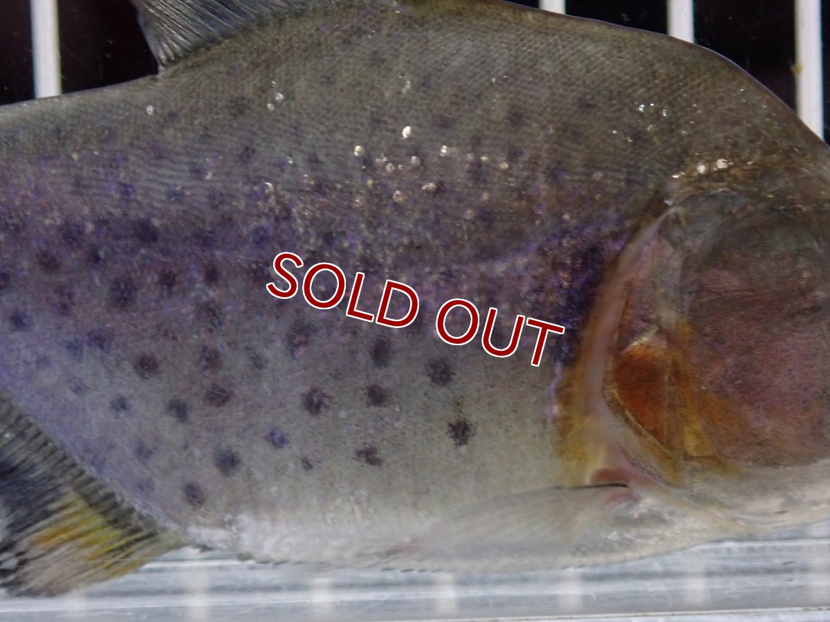 画像6: 【淡水魚】【通販】大特価 No3 ブラックダイヤモンドピラニア シングー産 ワイルド【個体販売】(±10cm)(大型魚)(生体)(熱帯魚)NKO (6)