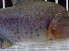 画像6: 【淡水魚】【通販】大特価 No3 ブラックダイヤモンドピラニア シングー産 ワイルド【個体販売】(±10cm)(大型魚)(生体)(熱帯魚)NKO (6)
