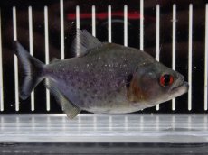 画像1: 【淡水魚】【通販】大特価 No4 ブラックダイヤモンドピラニア シングー産 ワイルド【個体販売】(±9cm)(大型魚)(生体)(熱帯魚)NKO (1)
