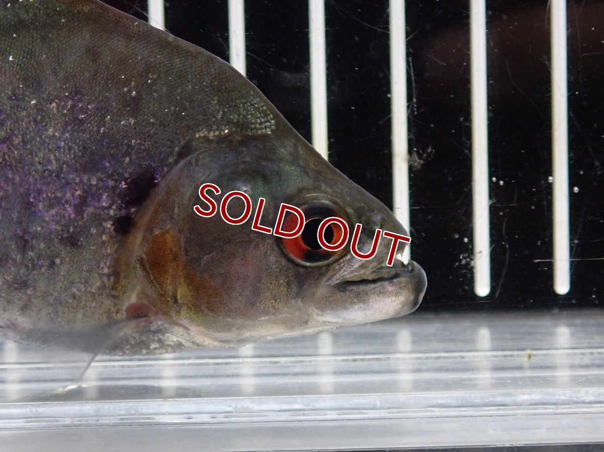 画像2: 【淡水魚】【通販】大特価 No4 ブラックダイヤモンドピラニア シングー産 ワイルド【個体販売】(±9cm)(大型魚)(生体)(熱帯魚)NKO (2)