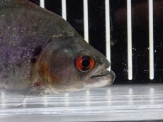 画像2: 【淡水魚】【通販】大特価 No4 ブラックダイヤモンドピラニア シングー産 ワイルド【個体販売】(±9cm)(大型魚)(生体)(熱帯魚)NKO (2)