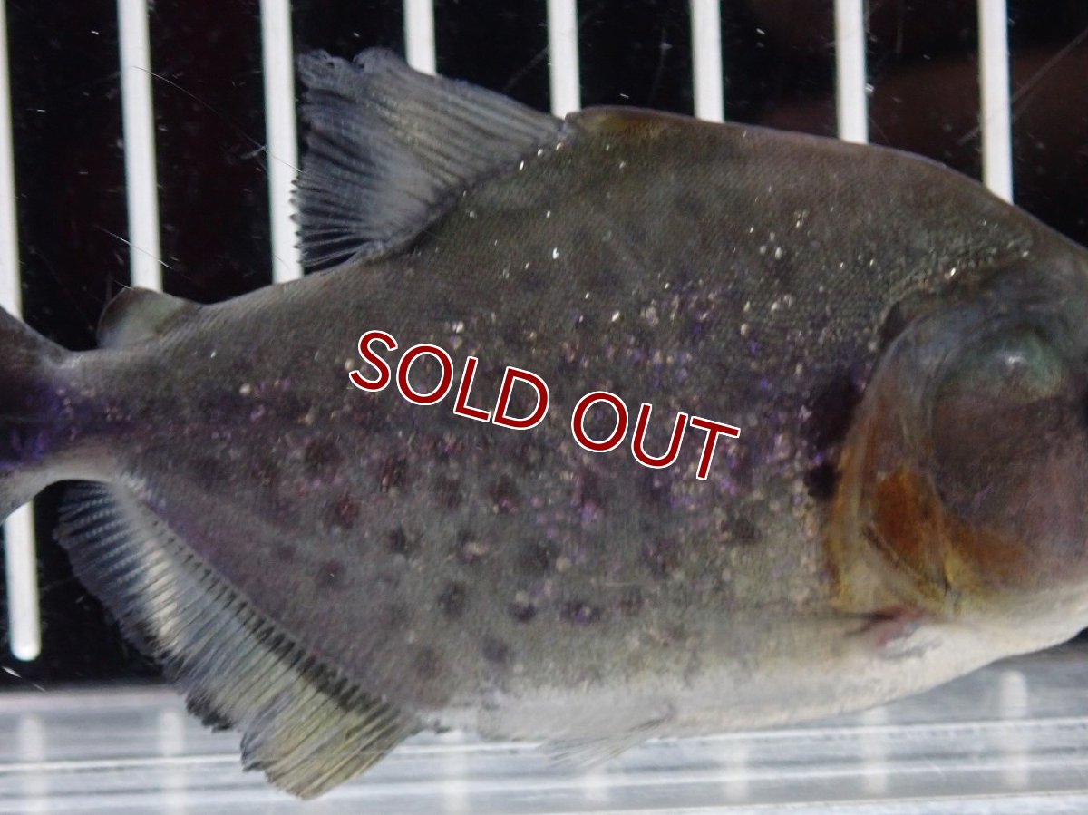 画像3: 【淡水魚】【通販】大特価 No4 ブラックダイヤモンドピラニア シングー産 ワイルド【個体販売】(±9cm)(大型魚)(生体)(熱帯魚)NKO (3)