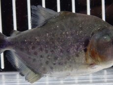 画像3: 【淡水魚】【通販】大特価 No4 ブラックダイヤモンドピラニア シングー産 ワイルド【個体販売】(±9cm)(大型魚)(生体)(熱帯魚)NKO (3)