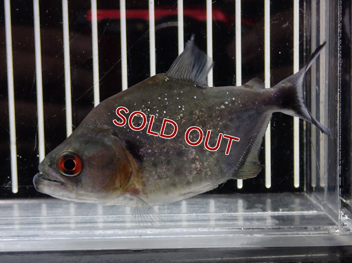 画像4: 【淡水魚】【通販】大特価 No4 ブラックダイヤモンドピラニア シングー産 ワイルド【個体販売】(±9cm)(大型魚)(生体)(熱帯魚)NKO (4)
