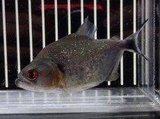 画像4: 【淡水魚】【通販】大特価 No4 ブラックダイヤモンドピラニア シングー産 ワイルド【個体販売】(±9cm)(大型魚)(生体)(熱帯魚)NKO (4)