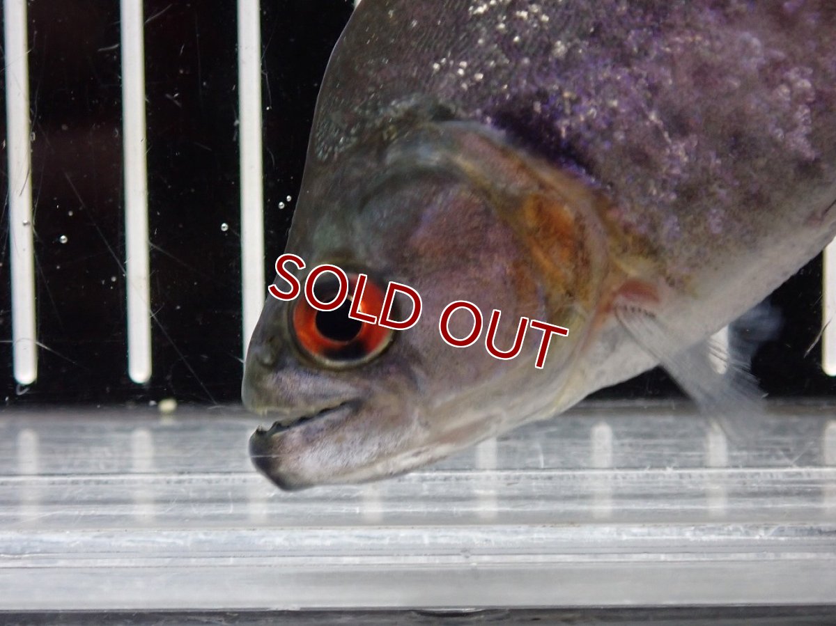 画像5: 【淡水魚】【通販】大特価 No4 ブラックダイヤモンドピラニア シングー産 ワイルド【個体販売】(±9cm)(大型魚)(生体)(熱帯魚)NKO (5)