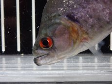 画像5: 【淡水魚】【通販】大特価 No4 ブラックダイヤモンドピラニア シングー産 ワイルド【個体販売】(±9cm)(大型魚)(生体)(熱帯魚)NKO (5)