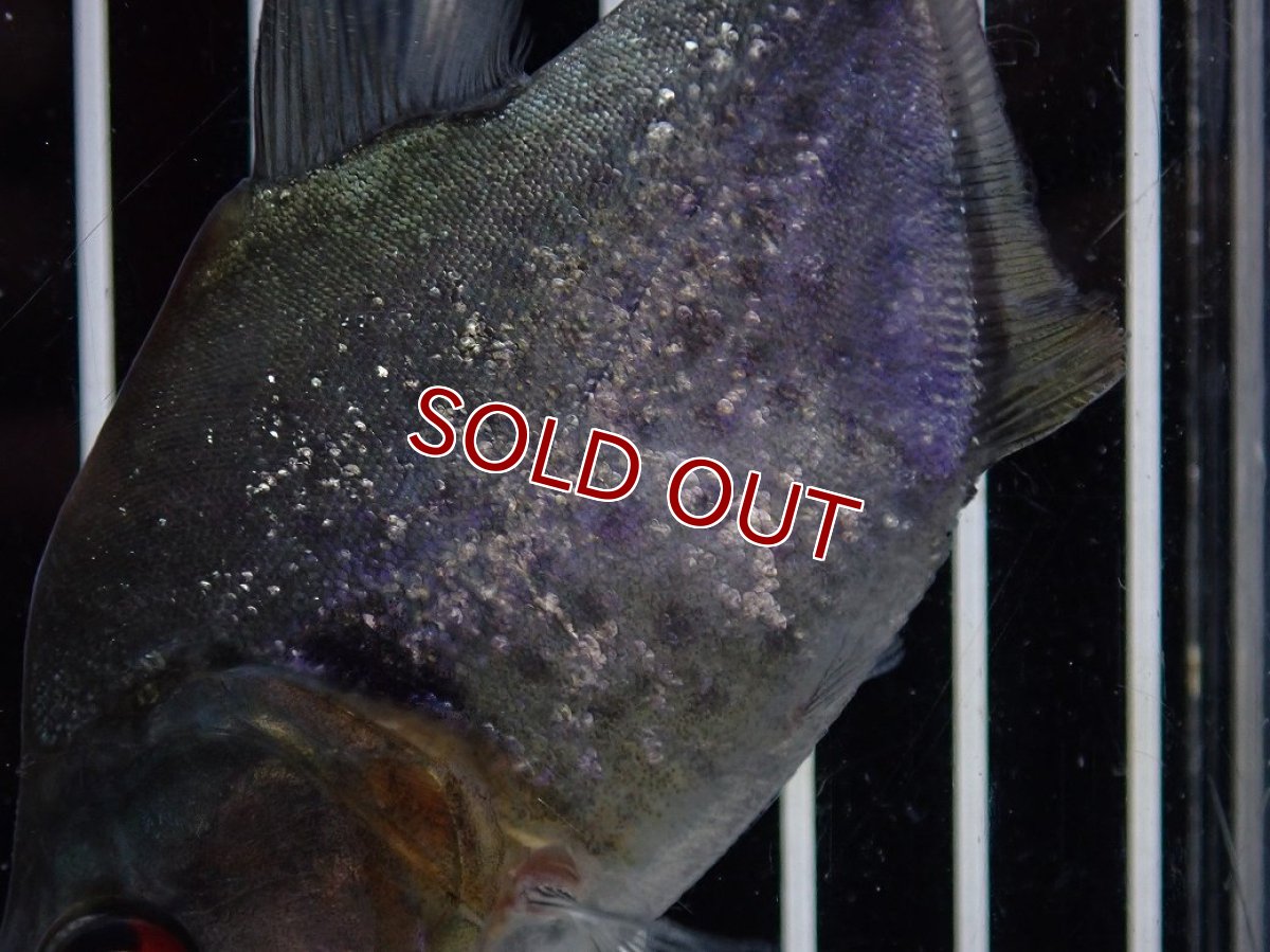 画像6: 【淡水魚】【通販】大特価 No4 ブラックダイヤモンドピラニア シングー産 ワイルド【個体販売】(±9cm)(大型魚)(生体)(熱帯魚)NKO (6)